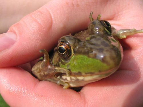 A close-up of a green frog being gently held in a person's hand.