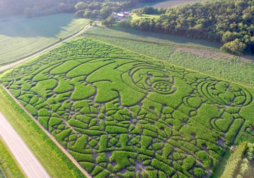 Aerial view of a large corn maze with intricate patterns and designs, surrounded by lush green fields and trees.