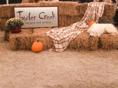 A cozy scene at Towler Creek Vineyard with hay bales, pumpkins, flowers, and a sleeping dog on a plaid blanket.