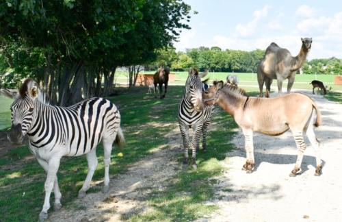 A group of zebras and a donkey in a grassy area, with a camel and other animals in the background under a blue sky.