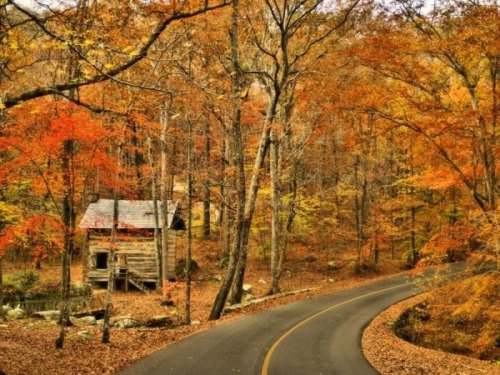A winding road through vibrant autumn trees leads to a rustic cabin in a serene forest setting.