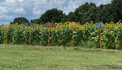 A field of sunflowers with colorful signs indicating different varieties, set against a blue sky and green trees.