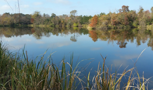 A serene lake reflecting colorful trees and a clear blue sky, surrounded by tall grasses.