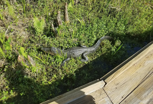 A crocodile resting on the bank of a lush, green wetland near a wooden walkway.
