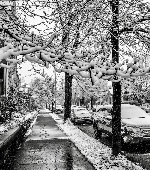 A snowy street scene with trees covered in snow, parked cars, and a sidewalk lined with snow. Black and white photo.