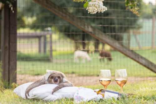 A sloth relaxes on a pillow with two glasses of rosé wine nearby, set in a grassy area with a fence in the background.