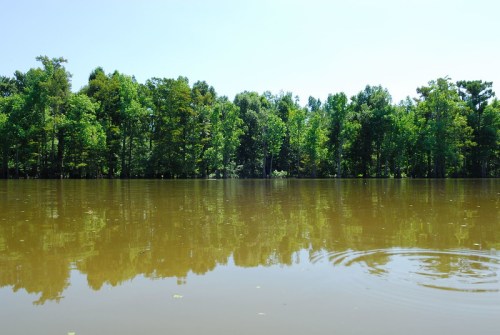 A calm, muddy river reflects lush green trees under a clear blue sky. Gentle ripples disturb the water's surface.