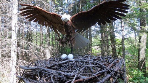 A large eagle sculpture hovers over a nest with three white eggs, surrounded by trees in a forest setting.