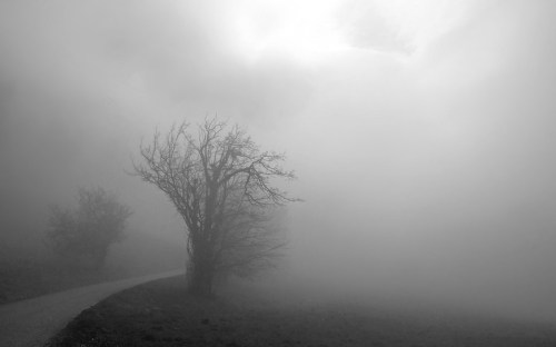 A winding path through a foggy landscape, with bare trees silhouetted against a gray sky.