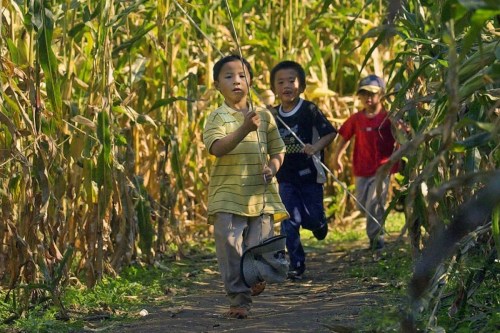 Three children run through a cornfield, smiling and playing, surrounded by tall green corn plants.
