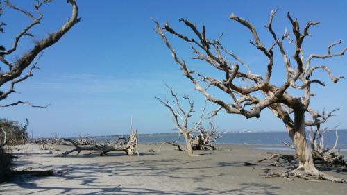 A serene beach scene featuring bare, twisted trees against a clear blue sky and calm water in the background.