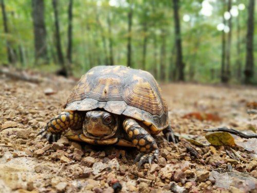 A turtle crawls along a dirt path in a forest, surrounded by trees and fallen leaves.