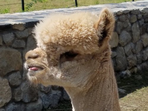 Close-up of a fluffy alpaca with a light-colored coat, standing beside a stone wall.