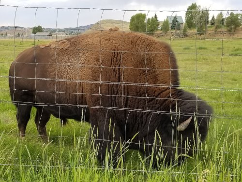 A bison grazing in a grassy field, partially obscured by a wire fence, with trees and hills in the background.