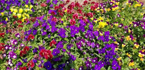 A vibrant garden filled with purple, red, and yellow flowers in full bloom.