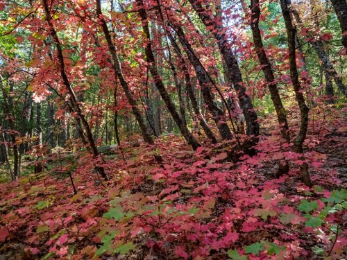 A vibrant forest scene with trees surrounded by colorful autumn leaves in shades of red, orange, and green.