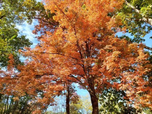 A vibrant orange and yellow tree stands against a clear blue sky, surrounded by green foliage.