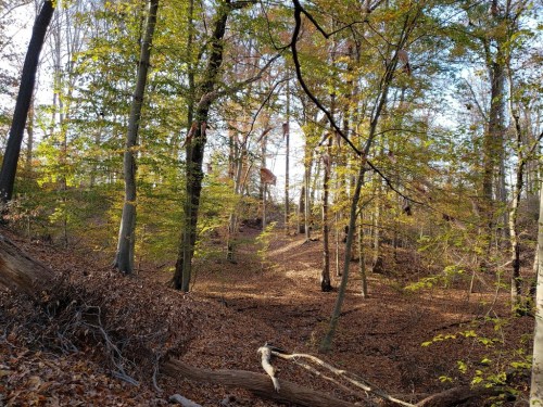 A serene forest scene with tall trees, colorful autumn leaves, and a sunlit path through the underbrush.