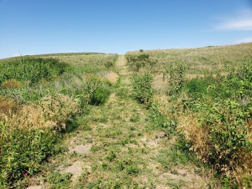 A narrow dirt path winds through tall grass and shrubs, leading up a gentle hill under a clear blue sky.