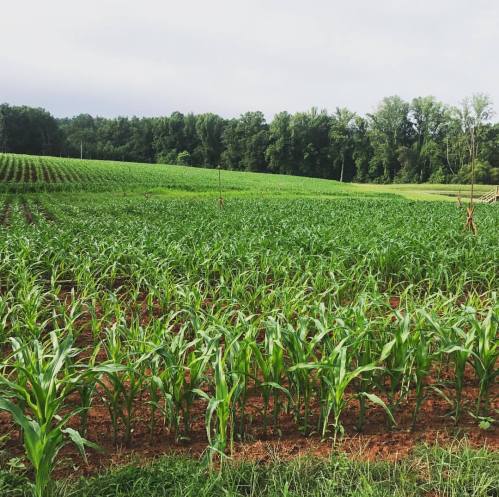 Lush green cornfield with rows of corn plants, set against a backdrop of trees and cloudy sky.