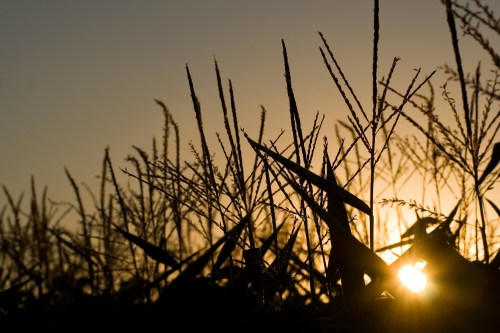 Silhouetted grass against a sunset, with warm light filtering through the tall blades.