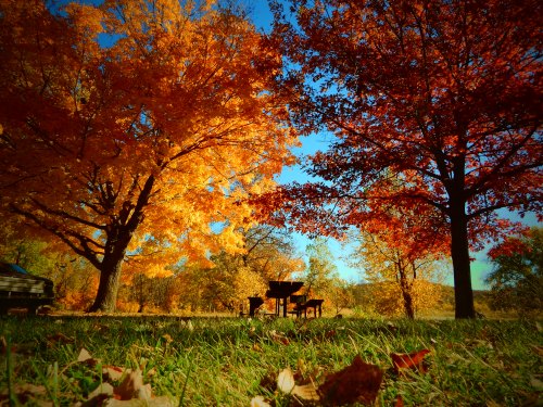 A vibrant autumn scene with orange and yellow trees, a grassy area, and a piano set up in the background.