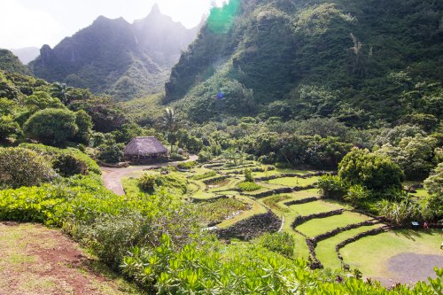 Lush green landscape with terraced fields, a thatched hut, and mountains in the background under a bright sky.