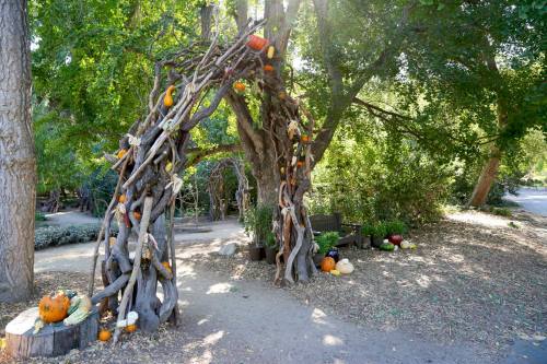 A rustic arch made of branches, adorned with pumpkins and gourds, set in a lush, green outdoor area.