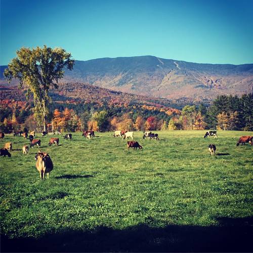 A scenic landscape with cows grazing in a green field, surrounded by colorful autumn trees and mountains in the background.