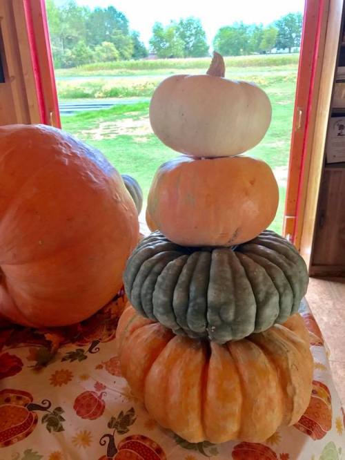 A stack of four pumpkins in varying colors and sizes, set against a backdrop of greenery and a red barn door.