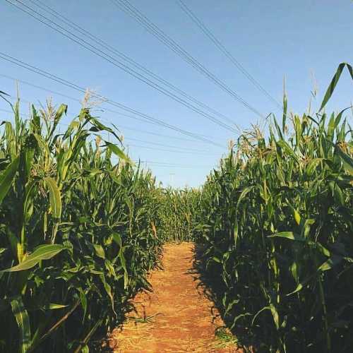 A pathway through tall cornfields under a clear blue sky, with power lines visible in the background.