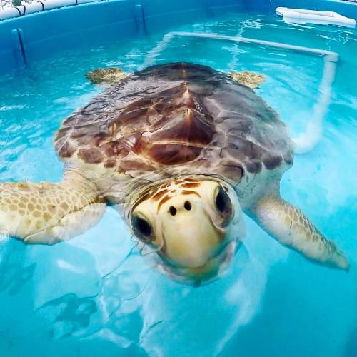 A close-up of a sea turtle swimming in a clear blue pool, looking directly at the camera.