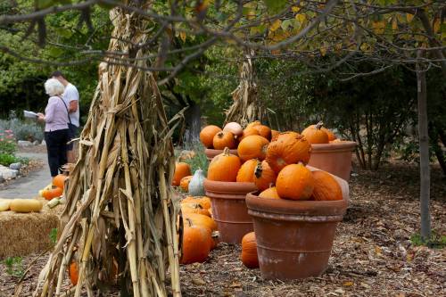 A collection of pumpkins in terracotta pots, surrounded by autumn foliage and a person in the background.