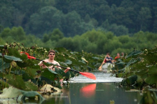 A person paddles a kayak through a lush, green waterway filled with lotus plants, with others in the background.