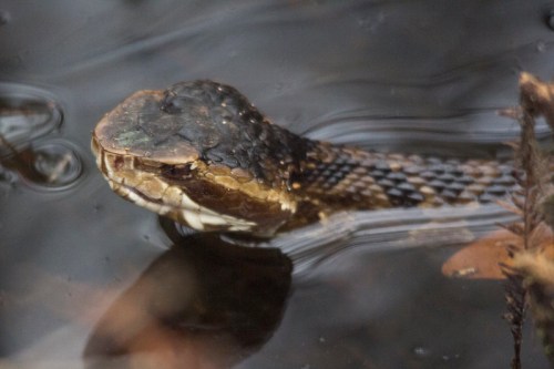 A close-up of a snake's head partially submerged in water, with ripples and surrounding vegetation visible.