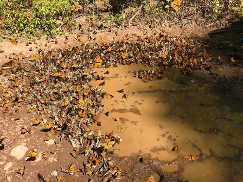A large group of orange and black butterflies gathered around a muddy puddle in a natural setting.