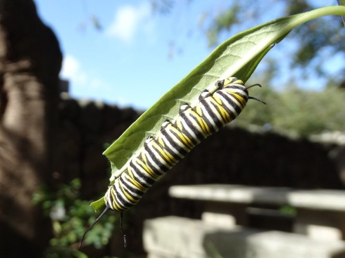 A close-up of a striped caterpillar resting on a green leaf, with a blurred background of trees and a stone wall.
