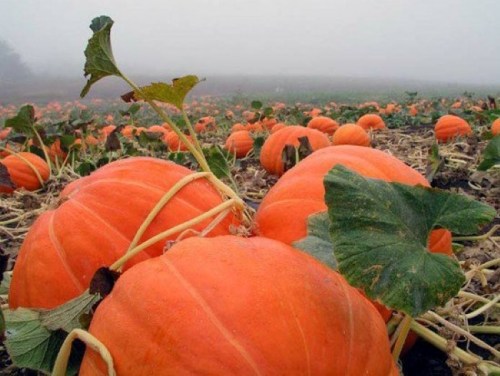A foggy pumpkin field filled with vibrant orange pumpkins and green leaves.