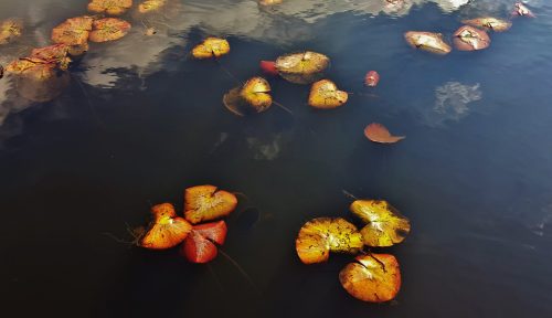 Colorful lily pads float on a calm, dark water surface, reflecting clouds above.