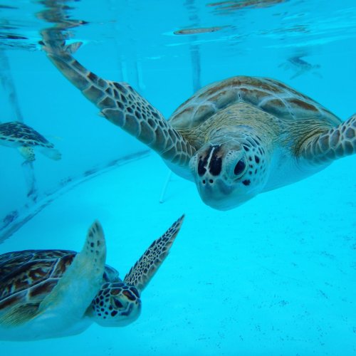 Two sea turtles swimming gracefully in clear blue water.