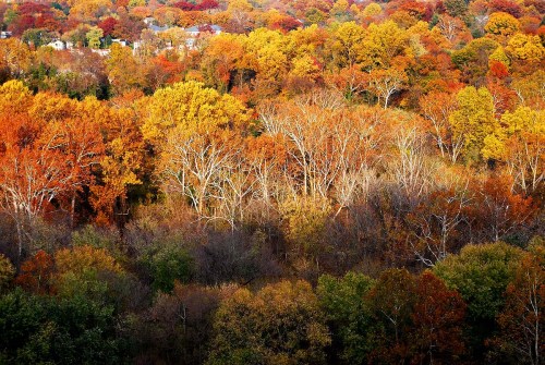 A vibrant autumn landscape featuring trees in shades of orange, yellow, and red against a clear sky.