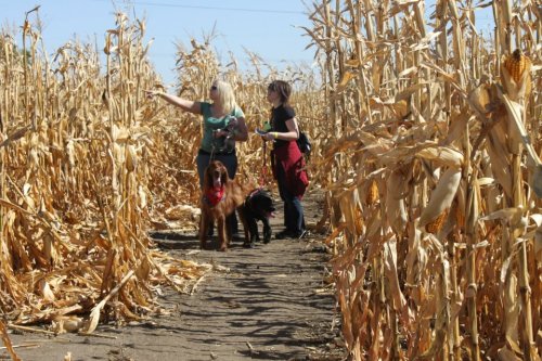 Two women and two dogs walk through a corn maze, with tall, dried corn stalks surrounding them.