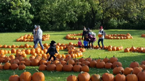 Families and children explore a pumpkin patch filled with pumpkins on a sunny day.