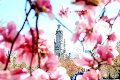 A view of a tall building framed by blooming pink flowers against a clear blue sky.