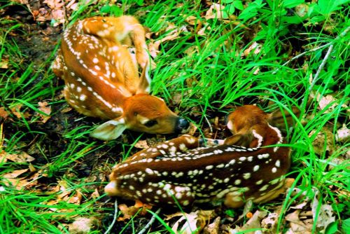 Two spotted fawns resting in a patch of green grass among fallen leaves.