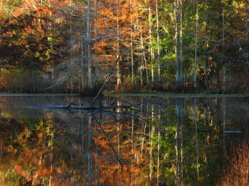 A serene pond reflects vibrant autumn foliage and trees, creating a peaceful natural scene.