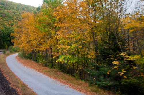 A winding gravel path surrounded by trees with vibrant autumn foliage in shades of yellow and orange.