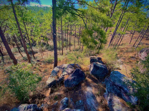 A scenic view of a forest with tall pine trees, rocky terrain, and patches of grass under a clear blue sky.