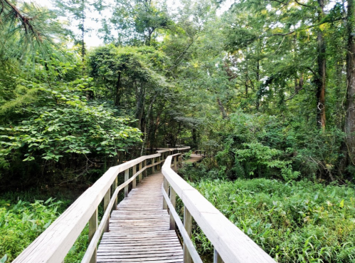 A wooden boardwalk winding through a lush green forest with dense trees and foliage on either side.