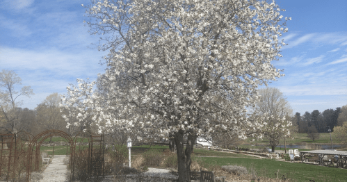 A blooming white tree stands in a park, surrounded by greenery and a clear blue sky.